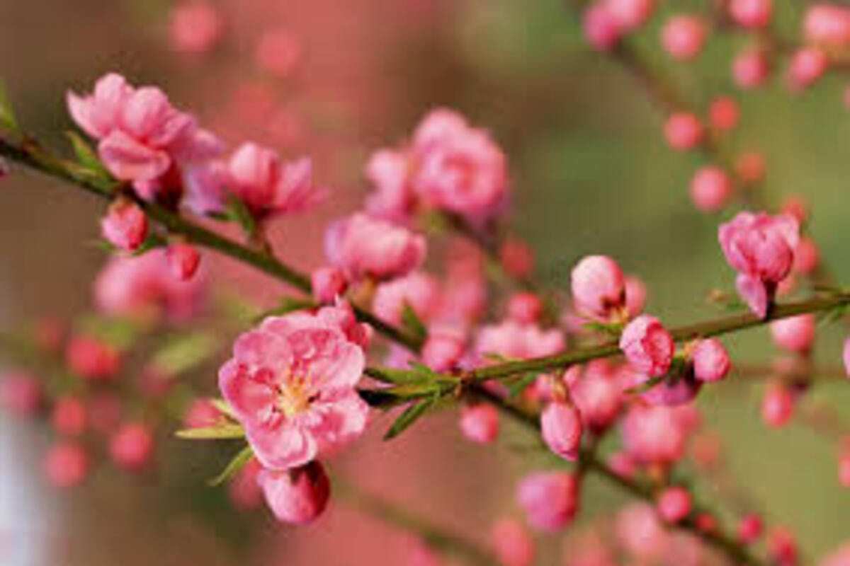 Top 8 loại hoa ngày Tết thường được cắm trong gia đình Bắc Bộ