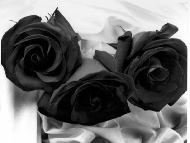 Nguồn gốc và ý nghĩa của ngày lễ tình nhân Valentine đen 